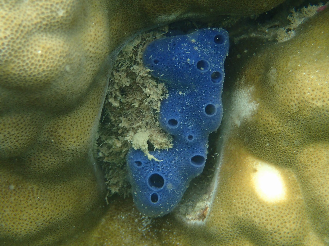 Amphimedon queenslandica
